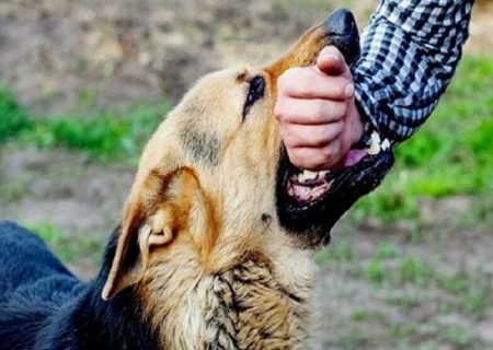 بیش از ۱۴ هزار مورد حیوان گزیدگی در خوزستان/ ویروس هاری ۱۰۰ درصد کشنده است