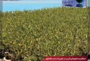 کاشت ۳۵ هزار نهال حرا توسط شرکت پتروشیمی امیرکبیر