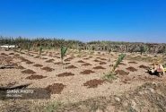 چتر حمایتی شرکت ملی نفت بر سر طرح‌های ارزآور خوزستان/ از جایگزینی نخیلات تا توسعه زیرساخت‌های آبزی‌پروری
